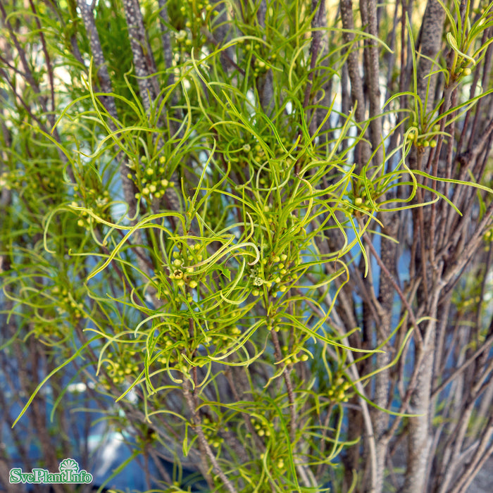 Rhamnus frangula 'Fine Line' C16,5 King-Size 80-100cm