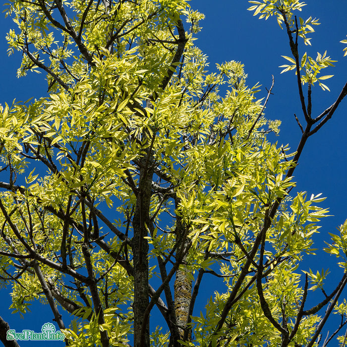 Fraxinus ornus Högstam Kl So 12-14