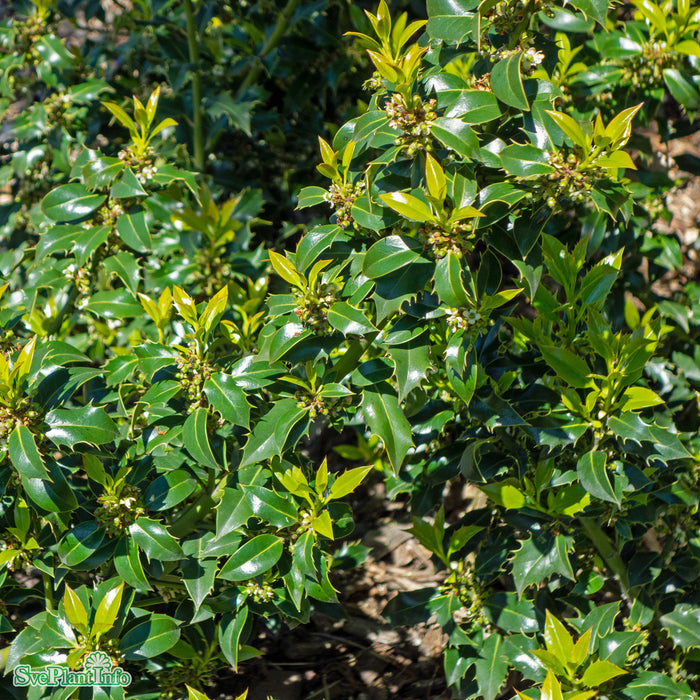 Ilex crenata DARK GREEN Spiralform C18 90-100cm