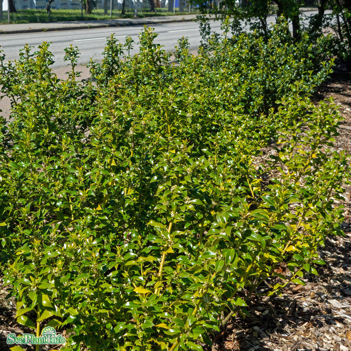 Ilex crenata DARK GREEN Spiralform C18 90-100cm