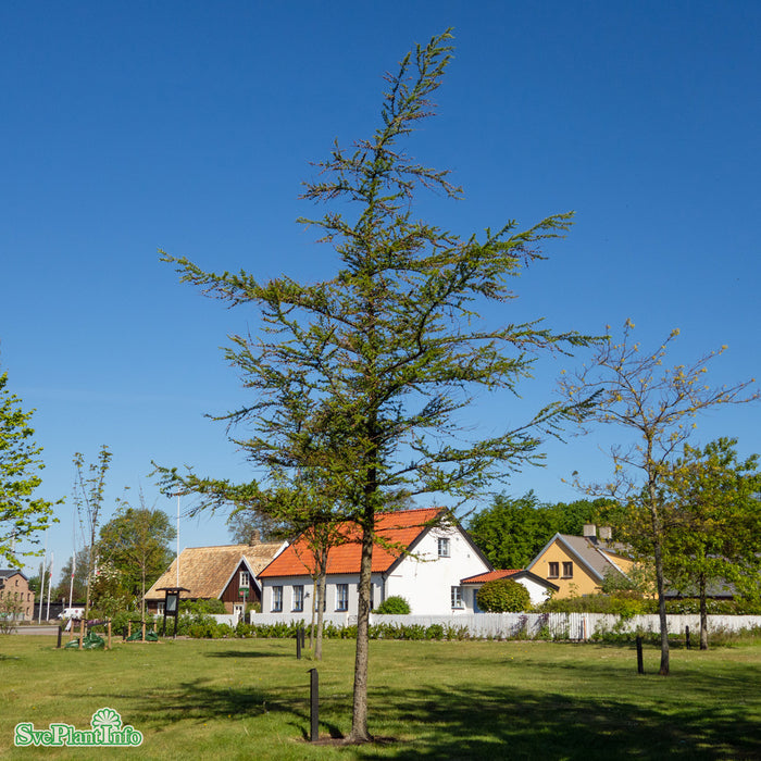 Larix kaempferi Bonsaiform C25 150-175cm