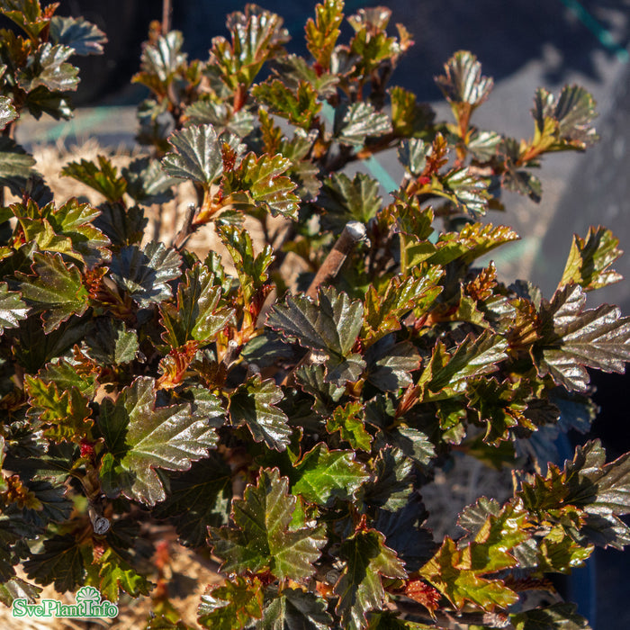 Physocarpus opulifolius 'Tiny Wine' Solitär C20 100-125cm