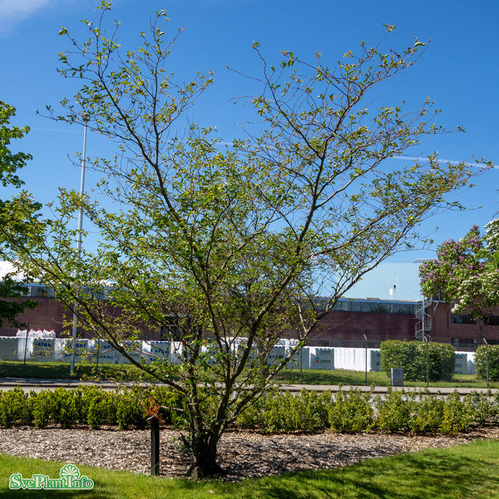 Prunus 'Accolade' Solitär C25 150-200cm