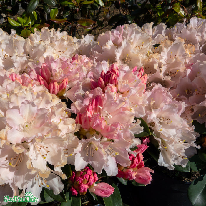 Rhododendron (Yakush.) 'Dreamland' Busk C10 40cm