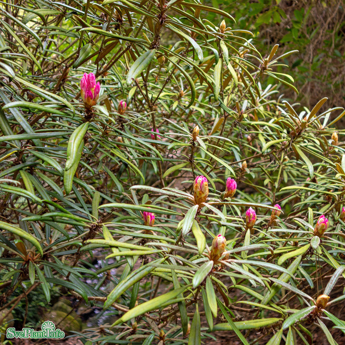 Rhododendron makinoi C6 30-40cm
