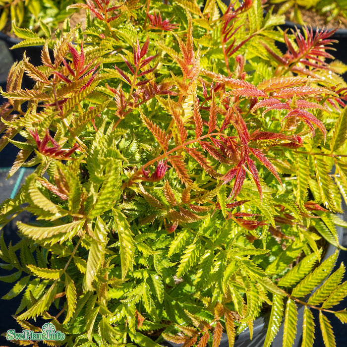 Sorbaria sorbifolia 'Matcha Ball' C6