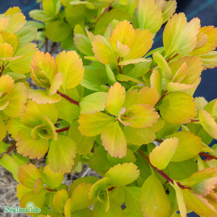 Spiraea betulifolia 'Tor Gold' C3,5