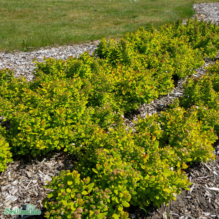 Spiraea betulifolia 'Tor Gold' C3,5