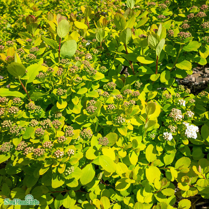 Spiraea betulifolia 'Tor Gold' C3,5