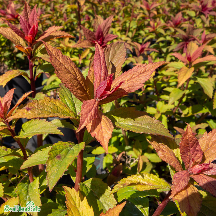 Spiraea japonica 'Superstar' Busk C2,8 30-40cm