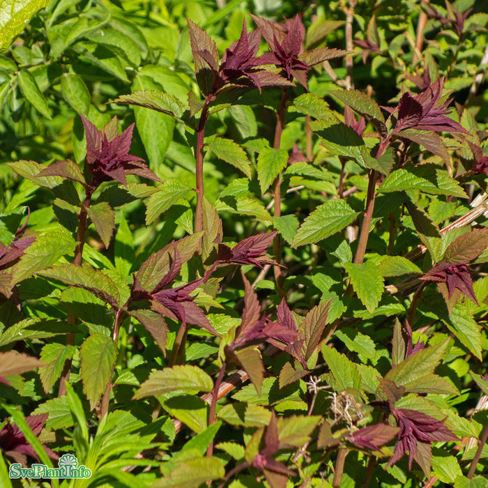 Spiraea japonica 'Superstar' Busk C3,5