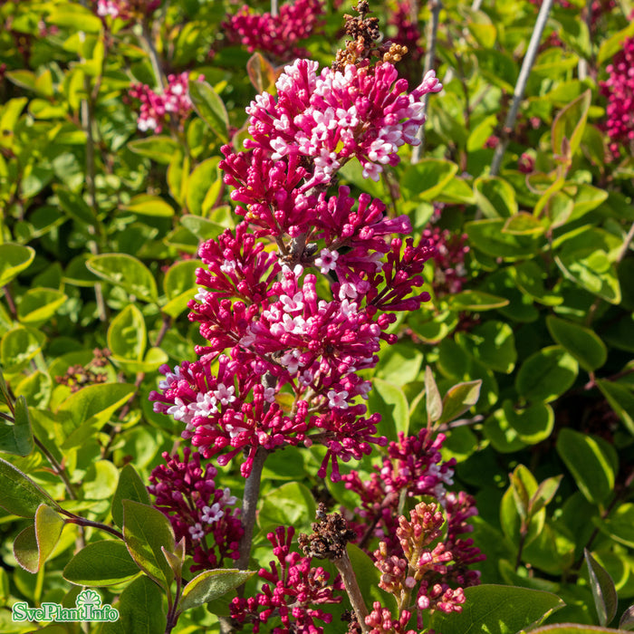 Syringa  'Tinkerbelle' Solitär C20 100-125cm