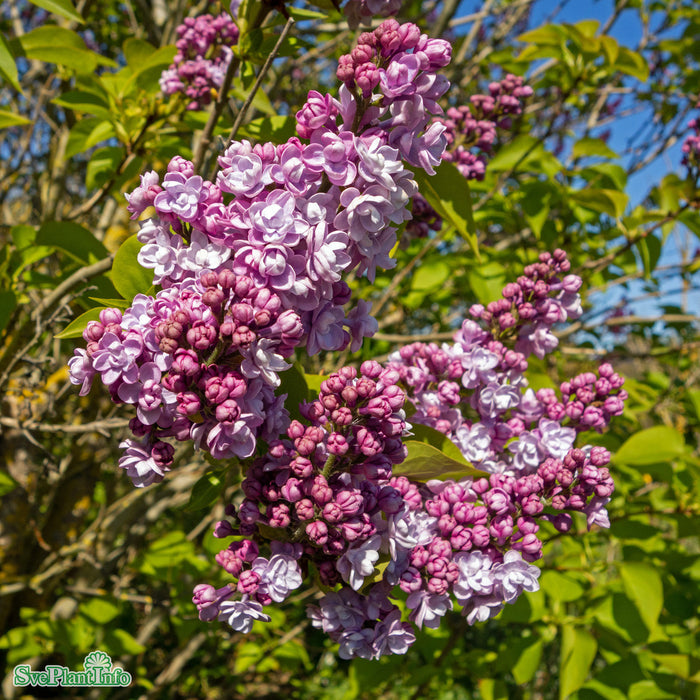 Syringa vulgaris 'Michel Büchner' Stam C10 80-90cm