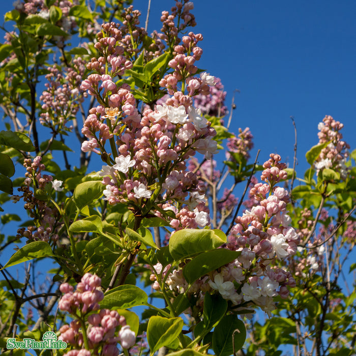 Syringa vulgaris 'Beauty Of Moscow' C12