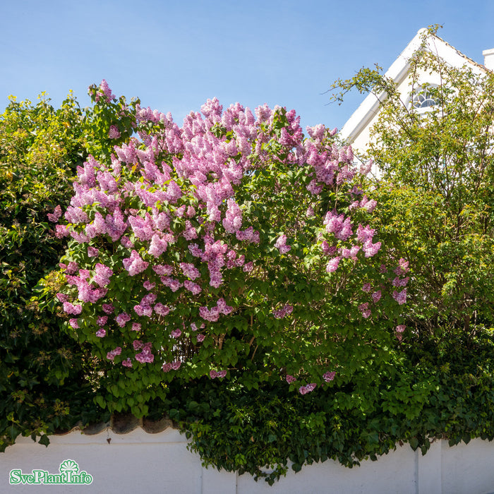 SYRINGA VULGARIS Busk C5
