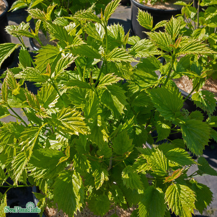 Viburnum dentatum 'Blue Muffin' Busk C6 40-60cm