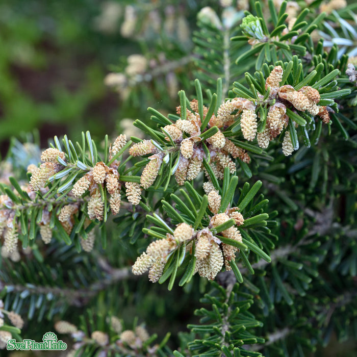 Abies koreana C25 60-80cm