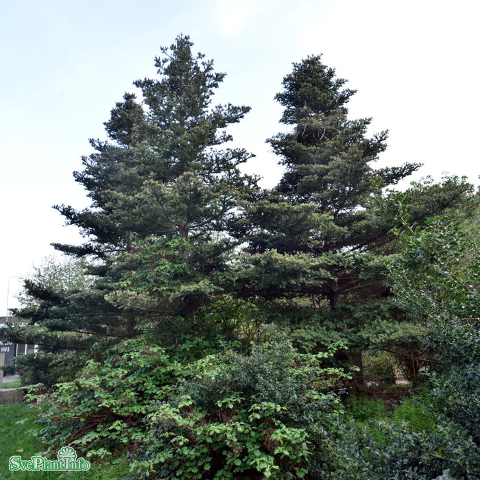 Abies koreana C25 60-80cm