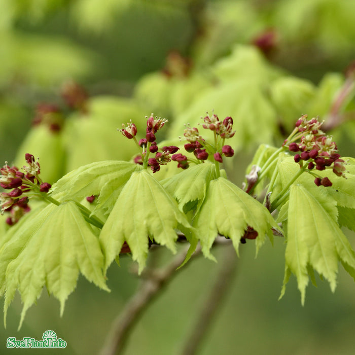 Acer shirasawanum 'Autumn Moon' Solitär C20 80-100cm