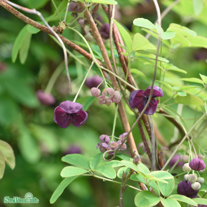Akebia quinata 80-100 cm C2
