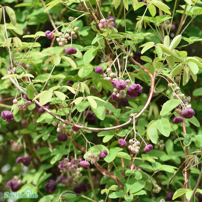 Akebia quinata C2 40-60cm