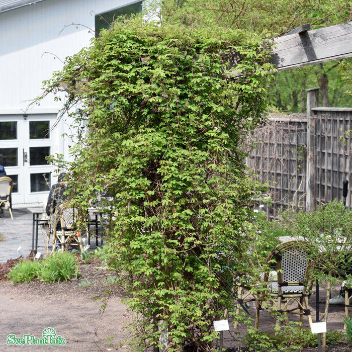 Akebia quinata 80-100 cm C2