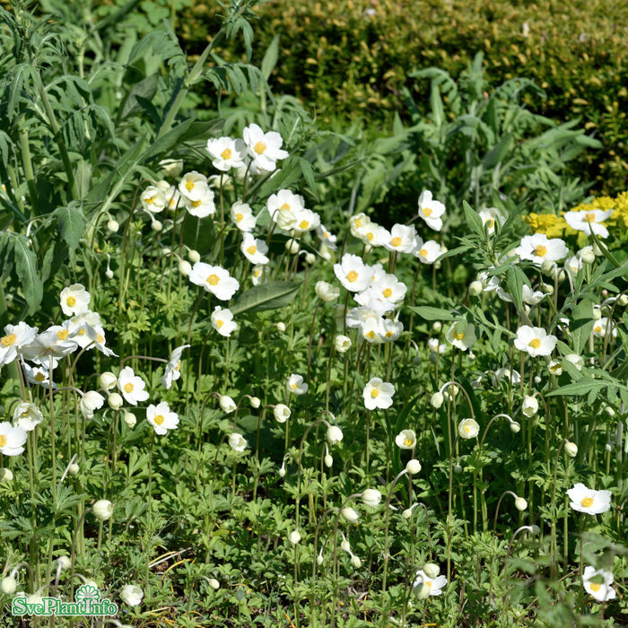 Anemone sylvestris A-kval