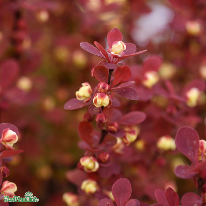 Berberis thunbergii 'Orange Rocket' C18 XXL 50-60cm