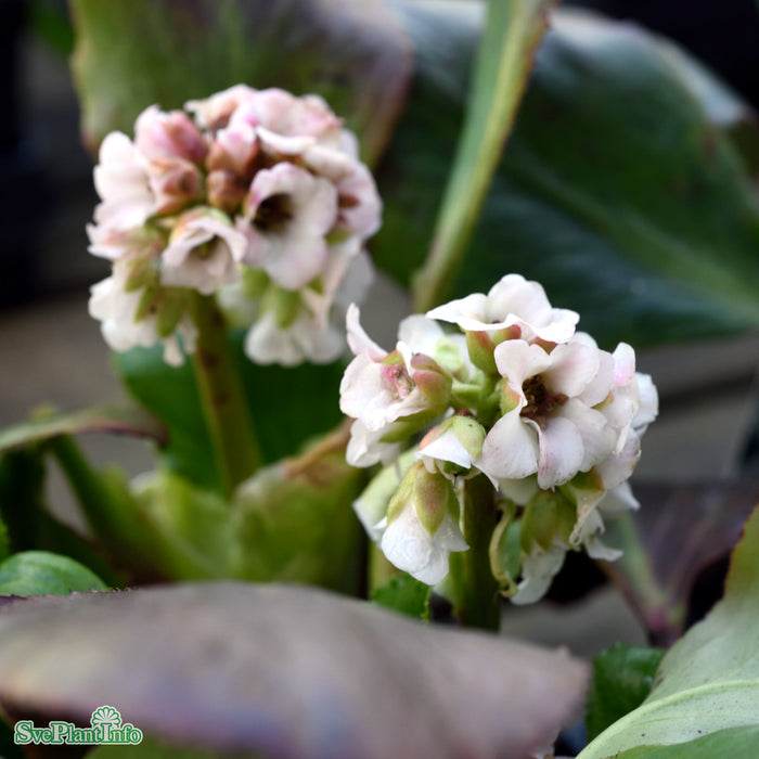 Bergenia 'Bressingham White' A-kval