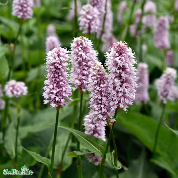 Bistorta officinalis 'Superba' A-kval