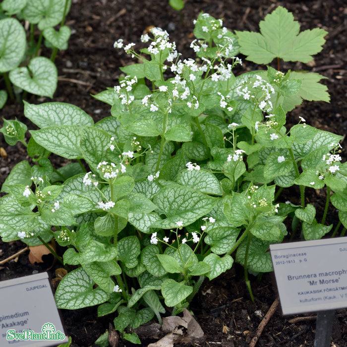 Brunnera macrophylla 'Mr Morse' A-kval