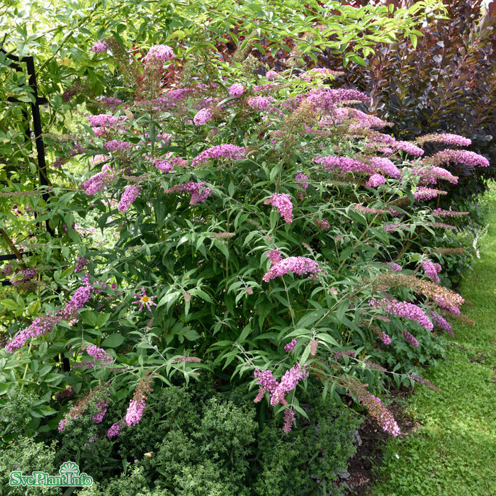 Buddleja davidii 'Pink Delight' C4,6 40-60cm