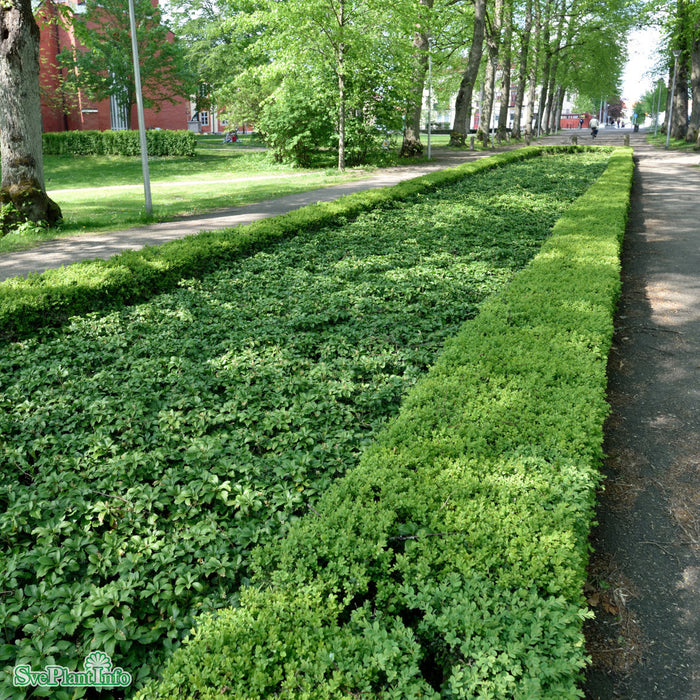 Buxus sempervirens Klot 60cm