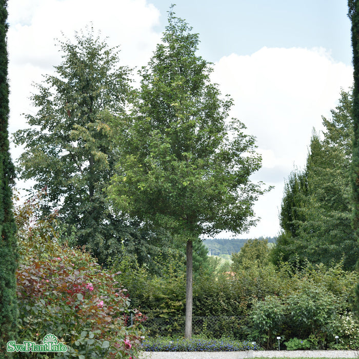 Pyrus calleryana 'Chanticleer' Högstam So 12-14 Co