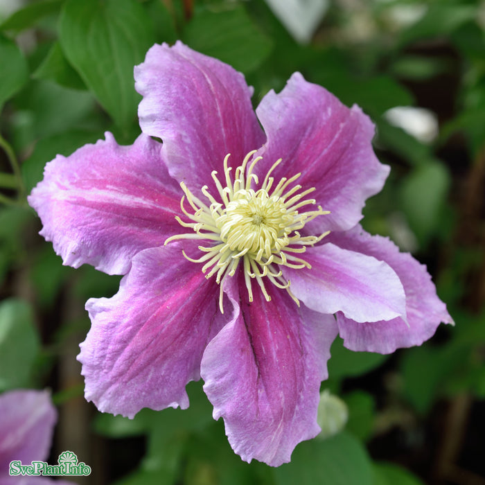 Clematis (TS) 'Piilu' A-kval C2