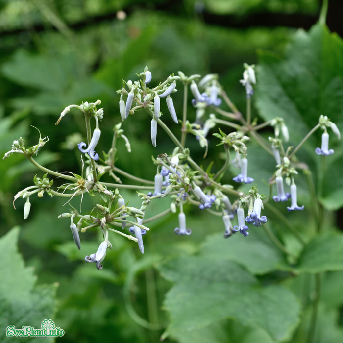 Clematis heracleifolia A-kval