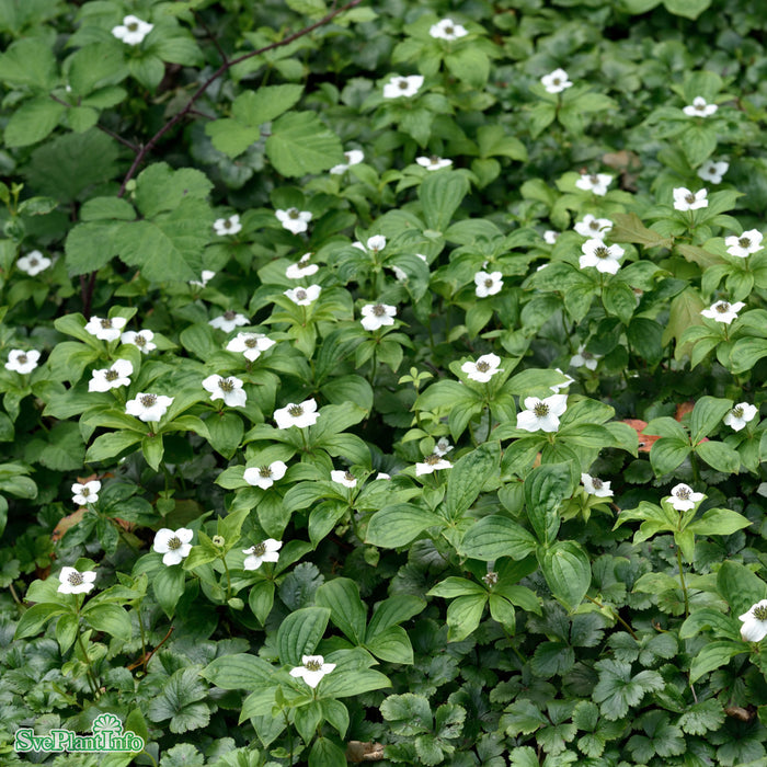 Cornus canadensis P9