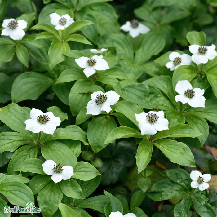Cornus canadensis P9