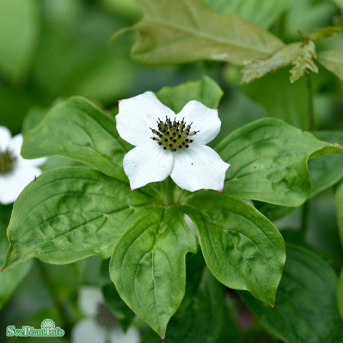 Cornus canadensis P9