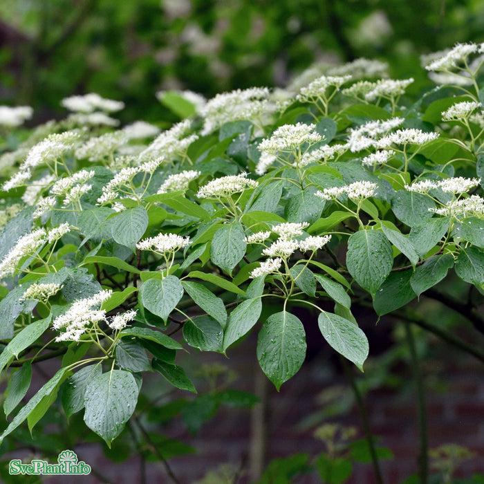 Cornus controversa Solitär C12 125-150cm