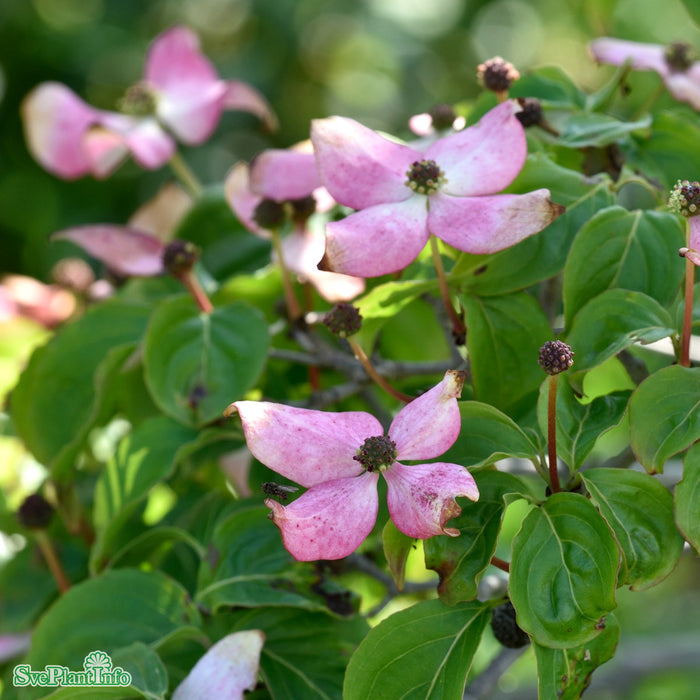 Cornus kousa 'Satomi' Kl 150-175cm