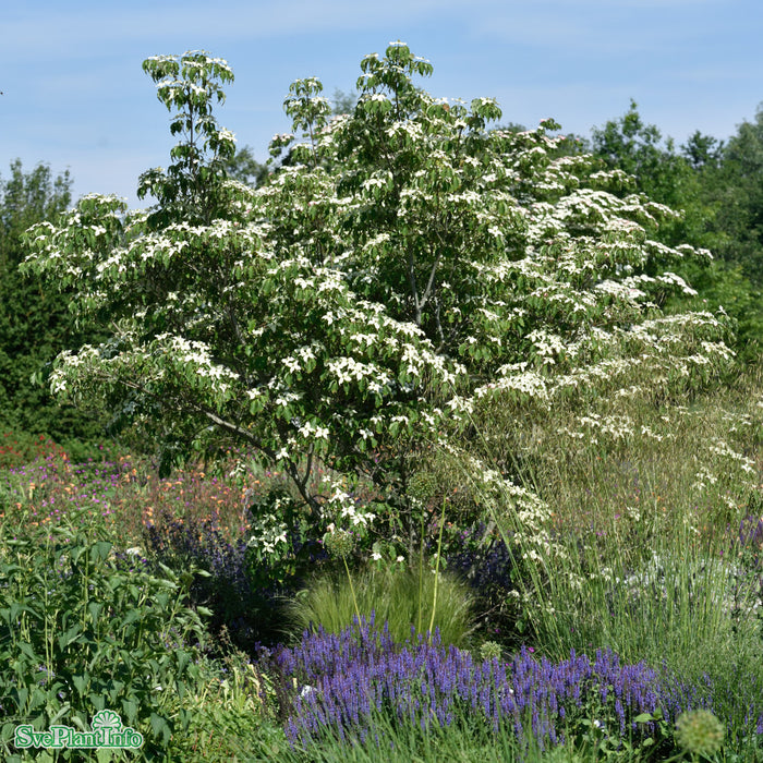Cornus kousa 'Weisse Fontäne' Solitär C20 175-200cm