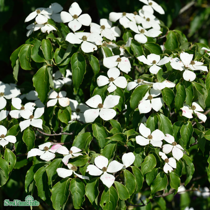 Cornus kousa 'Weisse Fontäne' Solitär C20 175-200cm