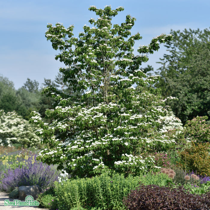 Cornus kousa 'Weisse Fontäne' Solitär C20 175-200cm