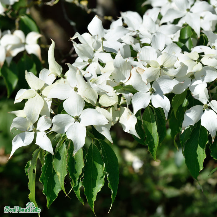 Cornus kousa chinensis 'China Girl' C10 100-125cm