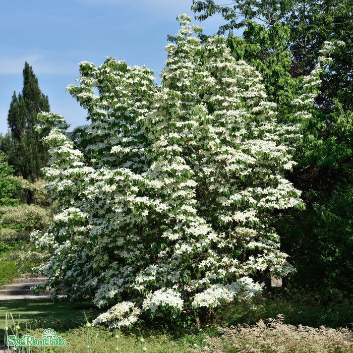 Cornus kousa chinensis 'China Girl' C10 100-125cm