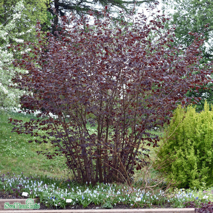 Corylus maxima 'Purpurea' Solitär C12 125-150cm
