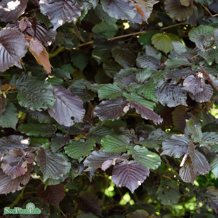Corylus maxima 'Purpurea' Solitär Kl 150-200cm