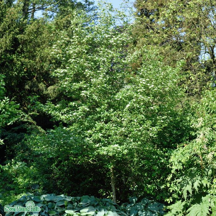 Crataegus x persimilis 'Splendens' Ungträd C10 175-200cm
