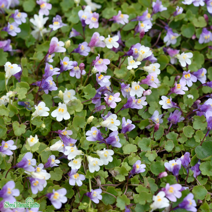 Cymbalaria muralis A-kval